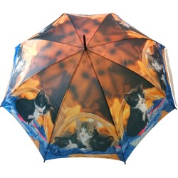 Long umbrella AC kittens